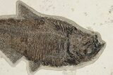 Detailed Fossil Fish (Diplomystus) - Top Quality Specimen #222861-1